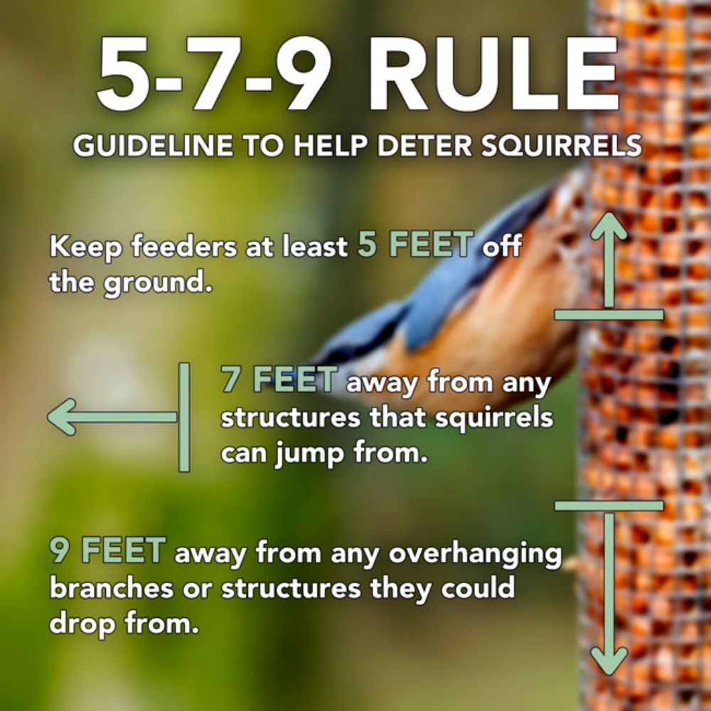 Guideline to help deter squirrels using the 5-7-9 Rule with text and arrows
perch & weather