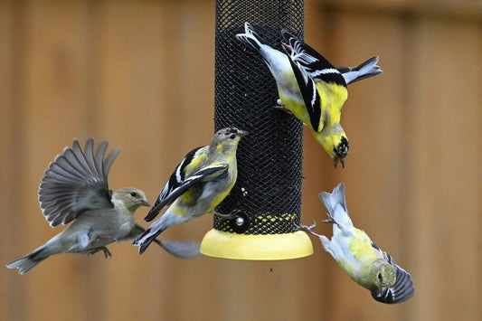 Feeder Types Explained: Which One Fits Your Yard