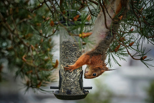 The Real Reason Squirrels Keep Winning (and What Actually Works)