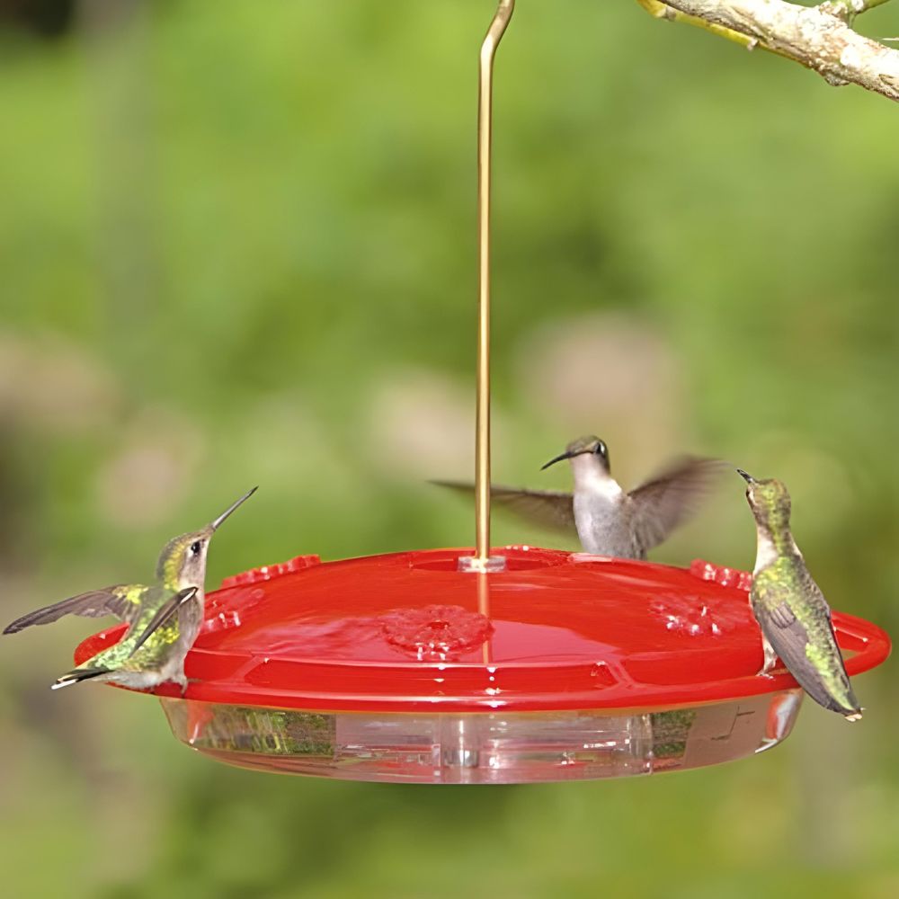 Humming birds' feeder
perch & weather
