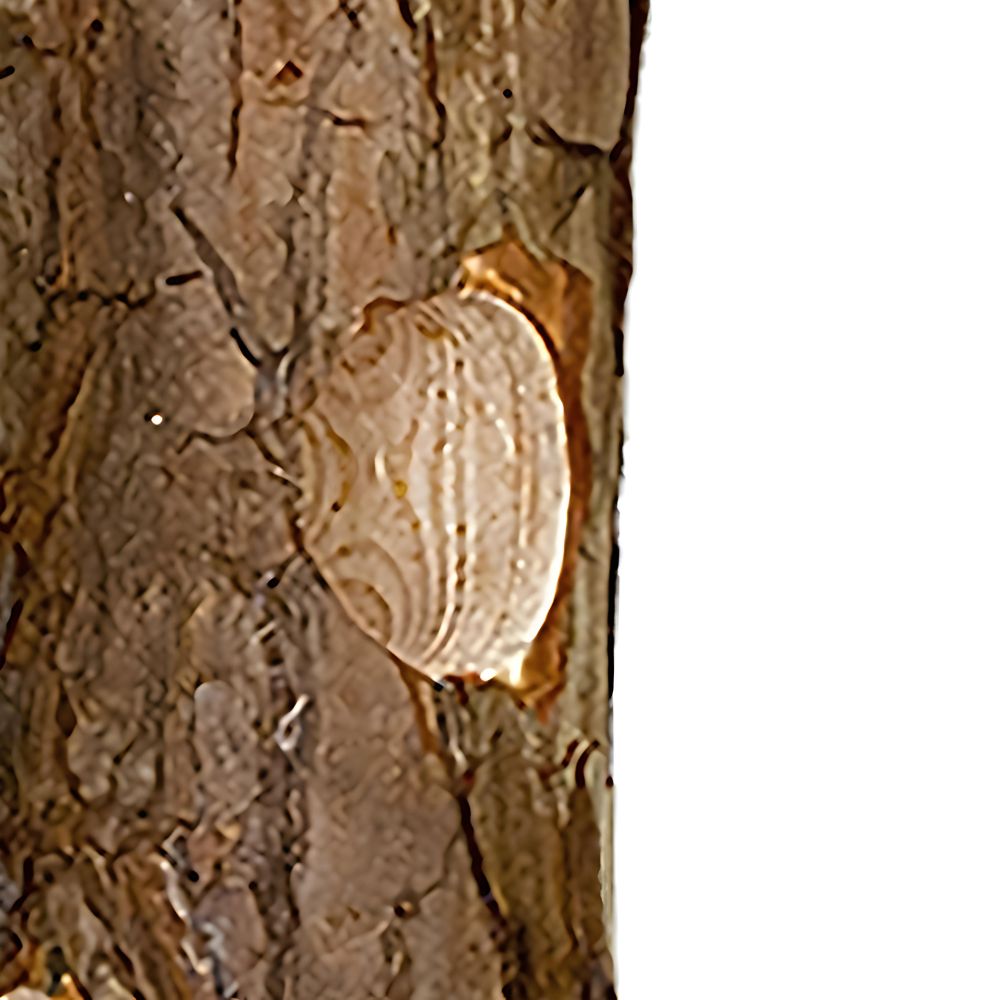 A close-up of a light beige, oval-shaped insect larva or egg case attached to the textured brown bark of a tree, with a solid white background on the right side

perch & weather